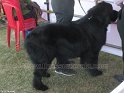Mannuthy-Thrissur-Dog-Show-2011 (21)